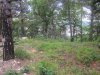 Инспекция дачи Ремезкова