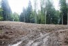 Расчищенная под строительство территория на Пихтовой Поляне