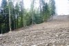 Расчищенная под строительство территория на Пихтовой Поляне