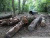 В результате строительства дороги территория заповедника от обилия брошенного срубленного леса стала похожа на зону лесодобычи