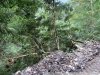 Уничтожение реликтового самшита при строительстве дороги на Лунную Поляну в Кавказском заповеднике