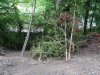 Грунт с полотна дороги сбрасывается с ее трассы прямо на живой самшитовый лес