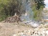 Уничтожение зеленой зоны на берегу Кубани в поселке Перекатный