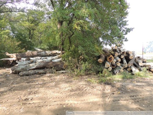 Уничтожение зеленой зоны на берегу Кубани в поселке Перекатный