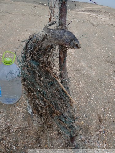 Погибшая рыба