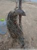 Погибшая рыба