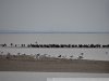 Птичий базар в районе Славянских Кучугур