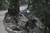 По дороге текут реки грязи, которые стекают в самшитовый лес и в реку Шахе