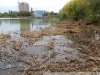 Замор рыбы в Покровских озерах