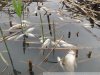 Замор рыбы в Покровских озерах