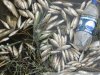 Замор рыбы в Покровских озерах