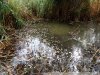 Замор рыбы в Покровских озерах