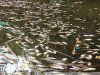 Замор рыбы в Покровских озерах
