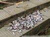 Замор рыбы в Покровских озерах
