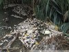 Замор рыбы в Покровских озерах
