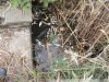 Замор рыбы в Покровских озерах