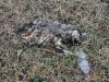 Свалка возле станицы Журавская