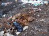 Свалка возле станицы Журавская