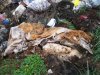Свалка возле станицы Журавская