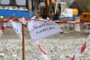 ООО "ОлимпПлюс" уничтожает последний памятник природы в Имеретинской низменности