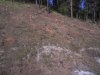 Вырубка пицундских сосен на участке Лазаревское - Адлер