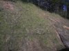Вырубка пицундских сосен на участке Лазаревское - Адлер