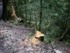 Нарушение природоохранного законодательства на територии Кавказского заповедника. Река Шахе.