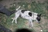 Убийство животных на ст. юннатов в г. Майкопе