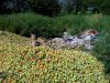 Последствия тепличного производства в Северском районе