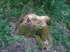 (2013.06.28) Вырубка леса вблизи экопоселения "Сказочный край" (ст. Григорьевская)