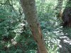 (2013.06.28) Вырубка леса вблизи экопоселения "Сказочный край" (ст. Григорьевская)
