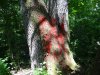 (2013.06.28) Вырубка леса вблизи экопоселения "Сказочный край" (ст. Григорьевская)