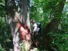 (2013.06.28) Вырубка леса вблизи экопоселения "Сказочный край" (ст. Григорьевская)