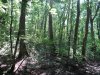 (2013.06.28) Вырубка леса вблизи экопоселения "Сказочный край" (ст. Григорьевская)