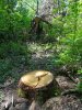 (2013.06.28) Вырубка леса вблизи экопоселения "Сказочный край" (ст. Григорьевская)