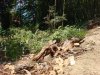 Вырубка деревьев в Сочинском национальном парке на горе Благодать
