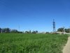 Заросли амброзии в станице Голубицкой
