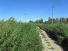 Заросли амброзии в станице Голубицкой