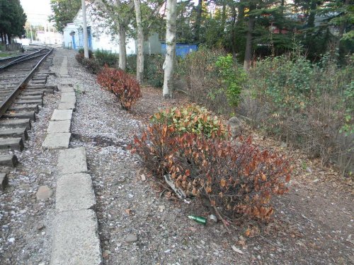 Последствия обработки ЖД полотна гербицидами в г. Туапсе