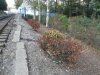 Последствия обработки ЖД полотна гербицидами в г. Туапсе