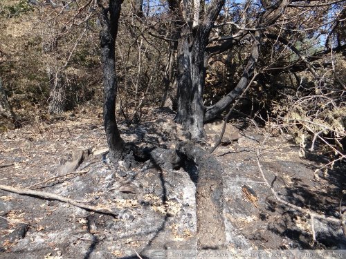Один из очагов пожара, который не разгорелся так как того ожидали его организаторы