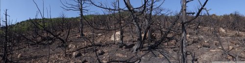 Панорама выгоревшей пустыни на месте пожара