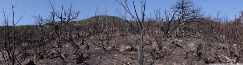 Панорама выгоревшей пустыни на месте пожара