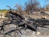 Утриш. На месте пожарища в 58А квартале Абрауского лесничества