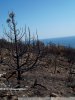 Утриш. На месте пожарища в 58А квартале Абрауского лесничества