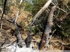 Один из неразгоревшихся очагов организованного пожара
