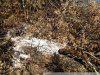 Один из неразгоревшихся очагов организованного пожара