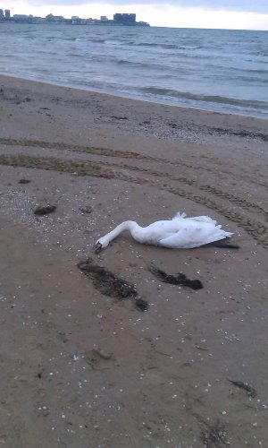 Незаконная добыча песка в Анапе
