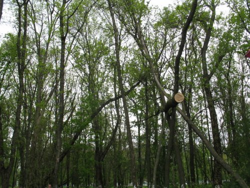 (2014.05.04) Вырубка рощи в Новочеркасске