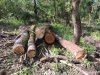 (2014.06.10) Вырубка Леса Дамзак